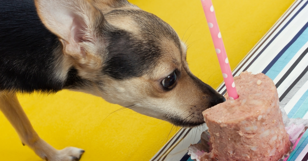 Dogs birthday quotes